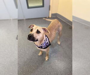 American Pit Bull Terrier-Unknown Mix Dogs for adoption in Low Moor, VA, USA