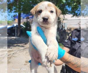 Mutt Dogs for adoption in San Antonio, TX, USA