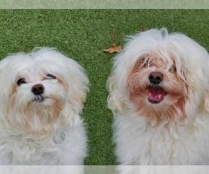 Maltese Dogs for adoption in Hampton Bays, NY, USA