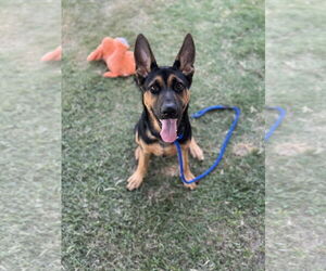 German Shepherd Dog-Unknown Mix Dogs for adoption in Rowlett, TX, USA