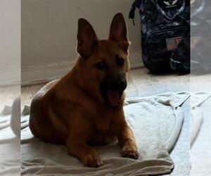 German Shepherd Dog Dogs for adoption in San Antonio, TX, USA