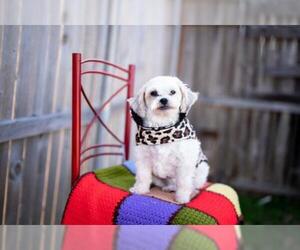 Maltese Dogs for adoption in Dallas, TX, USA