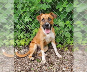 Labrador Retriever Dogs for adoption in Lake City, MI, USA