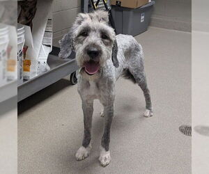 Old English Sheepdog-Unknown Mix Dogs for adoption in Las Vegas, NV, USA