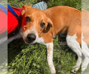 Beagle Dogs for adoption in Westwood, NJ, USA