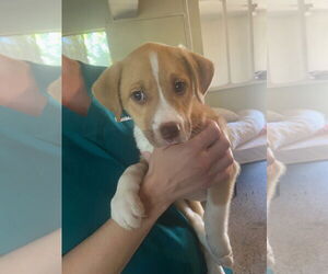 Mutt Dogs for adoption in Sanford, FL, USA