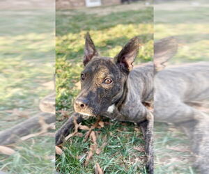 Dutch Shepherd -Unknown Mix Dogs for adoption in Mooresville, NC, USA