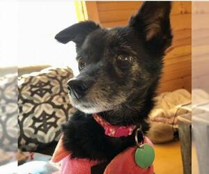 Rat Terrier-Unknown Mix Dogs for adoption in Nashville, TN, USA