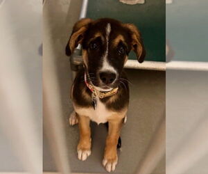 Australian Shepherd-Unknown Mix Dogs for adoption in South Lake Tahoe, CA, USA