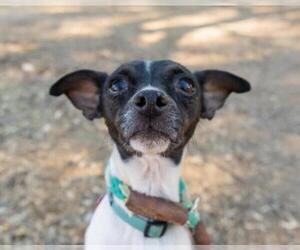 Rat Terrier-Unknown Mix Dogs for adoption in El Cajon, CA, USA