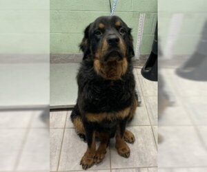 Rottweiler Dogs for adoption in Hillsboro, NH, USA