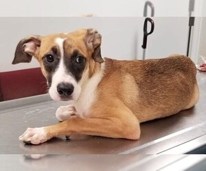 Basenji-Unknown Mix Dogs for adoption in Fredericksburg, VA, USA