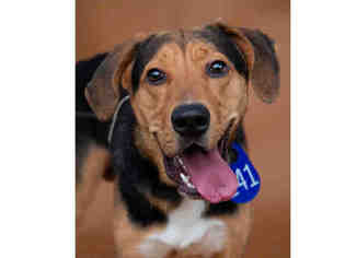 American Foxhound Dogs for adoption in Houston, TX, USA