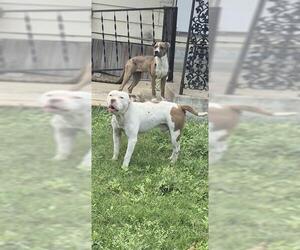 American Staffordshire Terrier Dogs for adoption in San Antonio, TX, USA