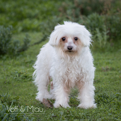 Medium Photo #1 Maltese-Unknown Mix Puppy For Sale in Lake Elsinore, CA, USA