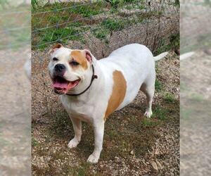 American Pit Bull Terrier Dogs for adoption in Lake City, MI, USA