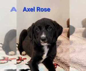 Golden Retriever-Unknown Mix Dogs for adoption in Des Moines, IA, USA