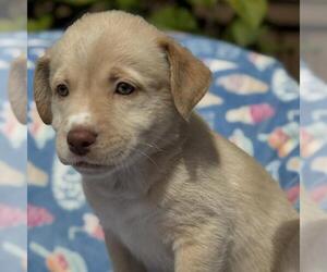 Borador Dogs for adoption in San Diego, CA, USA