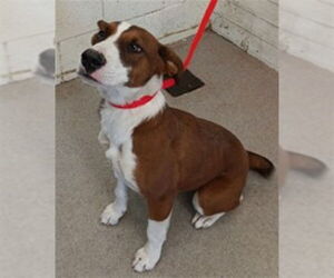 Labrador Retriever-Unknown Mix Dogs for adoption in San Bernardino, CA, USA