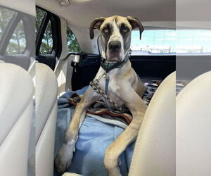 Great Dane Dogs for adoption in Bullard, TX, USA