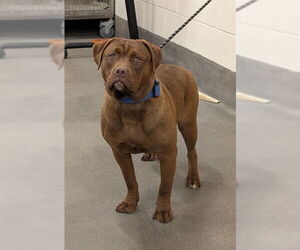 Labrador Retriever-Unknown Mix Dogs for adoption in Forestville, MD, USA