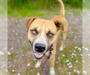 American Staffordshire Terrier-Black Mouth Cur Mix Dogs for adoption in Aurora, CO, USA