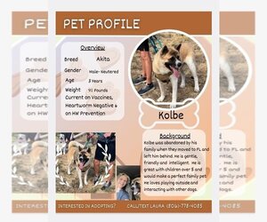 Akita Dogs for adoption in fort worth, TX, USA