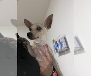 Chihuahua Dogs for adoption in Bakersfield, CA, USA