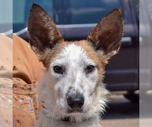 Basenji-Red Heeler Mix Dogs for adoption in Huntley, IL, USA