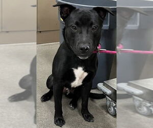 Labrador Retriever-Unknown Mix Dogs for adoption in Forestville, MD, USA