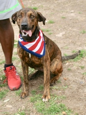 Black Mouth Cur-Catahoula Leopard Dog Mix Dogs for adoption in Sugar Land, TX, USA