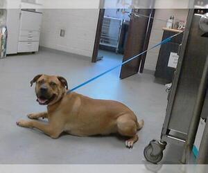 Mastiff-Unknown Mix Dogs for adoption in Fayetteville, NC, USA