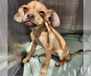 Chihuahua-Unknown Mix Dogs for adoption in San Antonio, TX, USA