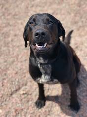 Labrador Retriever Dogs for adoption in Ashland, WI, USA