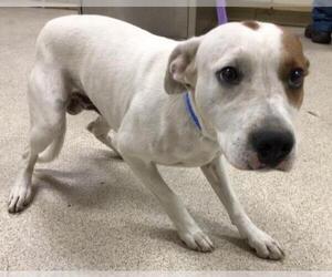 Mutt Dogs for adoption in Riverside, CA, USA