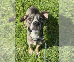 Labrador Retriever-Unknown Mix Dogs for adoption in Fort Lauderdale, FL, USA