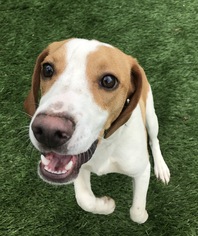 Beagle Dogs for adoption in Holden, MO, USA