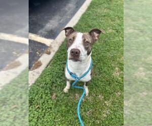 Staffordshire Bull Terrier Dogs for adoption in Sugar Land, TX, USA