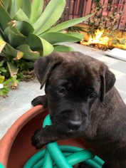 Golden Retriever-Unknown Mix Dogs for adoption in Redondo Beach, CA, USA
