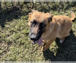 German Shepherd Dog Dogs for adoption in Riverside, CA, USA