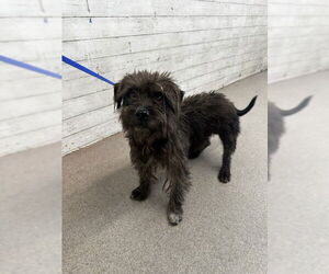 Tibetan Terrier Dogs for adoption in San Bernardino, CA, USA