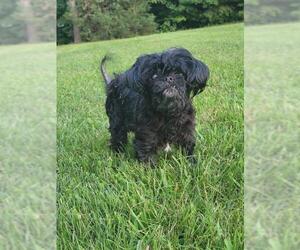 Shih Tzu Dogs for adoption in Mooresville, NC, USA