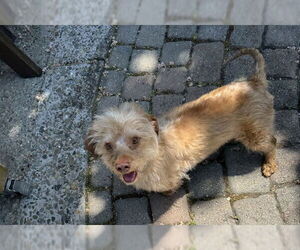 Mutt Dogs for adoption in Redwood City, CA, USA