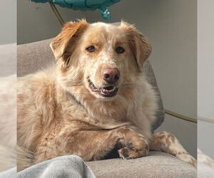 Collie-German Shepherd Dog Mix Dogs for adoption in Minneapolis, MN, USA