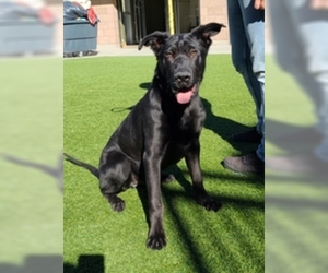 Labrador Retriever Dogs for adoption in Salinas, CA, USA
