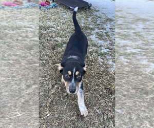 Alaskan Malamute-Unknown Mix Dogs for adoption in Oak Bluffs, MA, USA