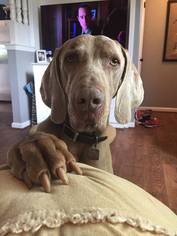 Weimaraner Dogs for adoption in Pleasant Valley, MO, USA