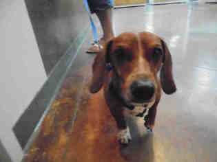 Dachshund Dogs for adoption in Lacombe, LA, USA