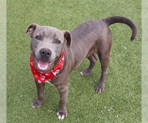 Labrador Retriever-Unknown Mix Dogs for adoption in Rockaway, NJ, USA