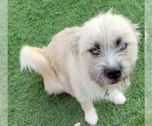 Cairn Terrier Dogs for adoption in Carrollton, TX, USA